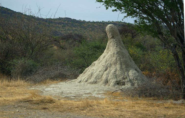581 Namibia Okt 2006 Termitenhuegel-1.JPG